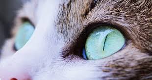 우리는 고양이의 독특한 행동을 더 잘 이해하고 고양이와의 상호작용을 개선하여 유대감을 더욱 강화할 수 있습니다.