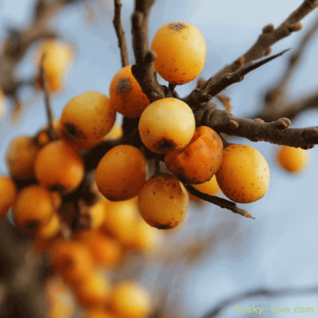 항암 및 비만에 효과적인 비파나무