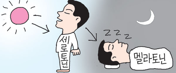 멜라토닌 5mg 효과 수면 유도