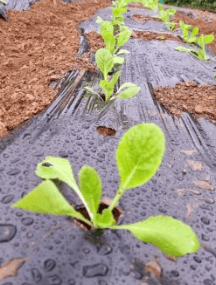 김장 배추 모종 심는 시기