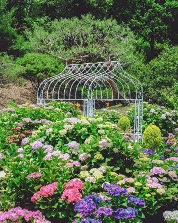 율봄식물원 수국