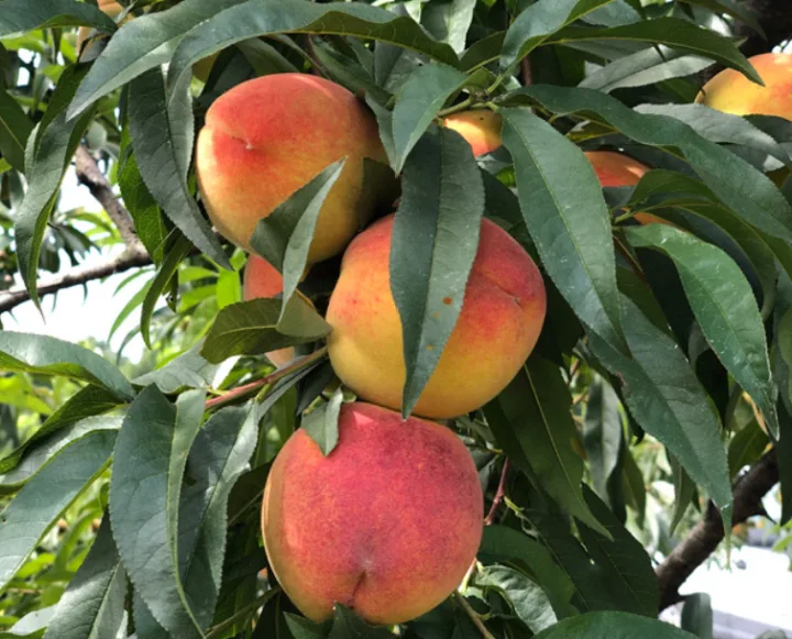 복숭아-나무-사진