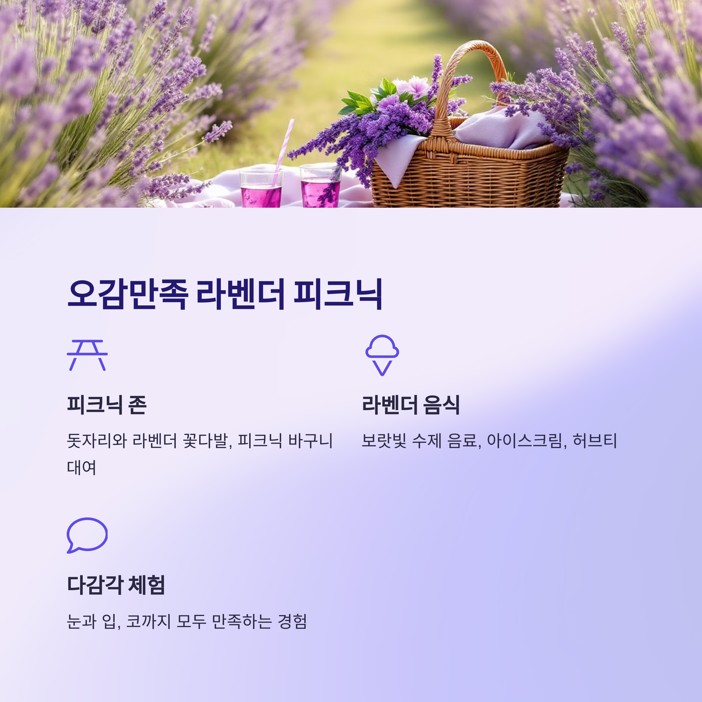 고창청농원 라벤더 축제 2025