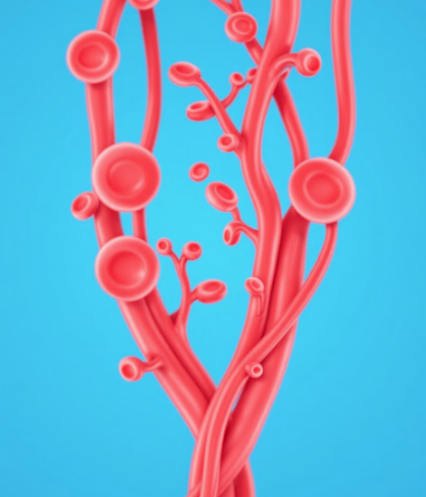 하이퍼셀오메가3 효능 1: 혈액순환 개선과 심혈관 건강