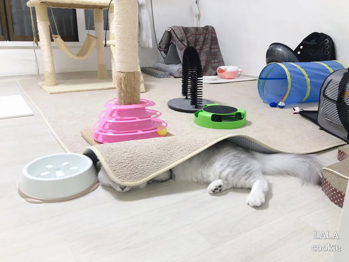고양이-처음-키울때-힘든점-인테리어가-바뀜