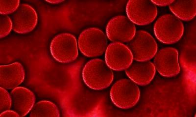 혈핵학-희귀 혈액형 환자 국제 수혈 네트워크