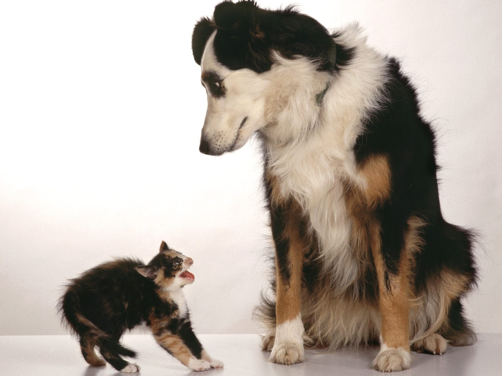 강아지와 고양이 합사 사진
