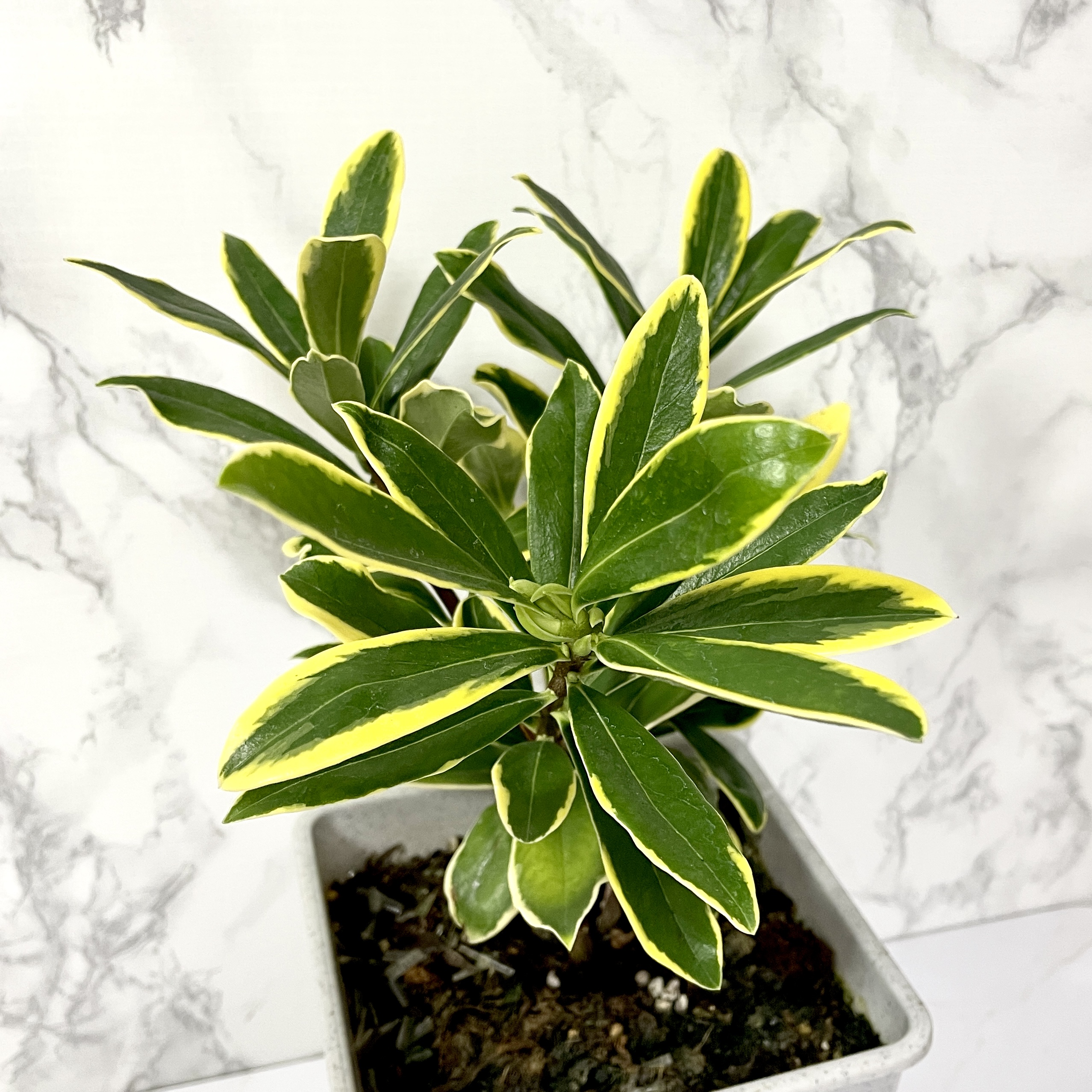 황금무늬 천리향 키우기