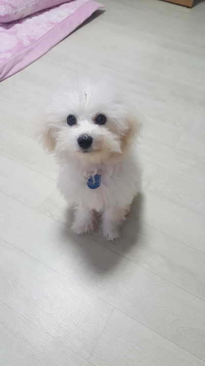 강아지 밥 주는 시간과 올바른 급여 습관