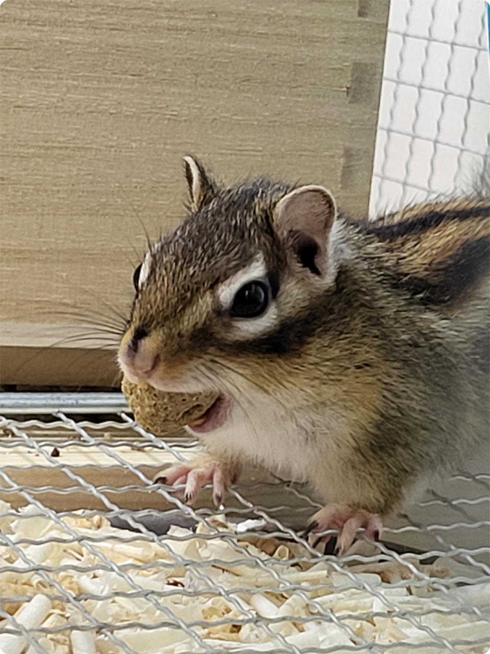 우왁~
