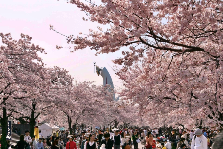 오사카 에스포 만국 전람회 벗꽃 죽제