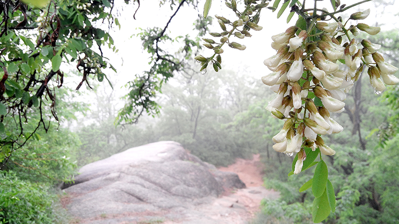 우중산책(雨中散策)은 즐거운 산책생활