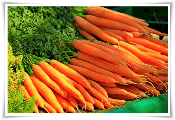 &quot;텃밭, 4월에 심기 좋은 작물&quot; 상추 시금치 열무 쑥갓 케일 루꼴라 당근 비트 무 감자 완두콩 땅콩 녹두 ...