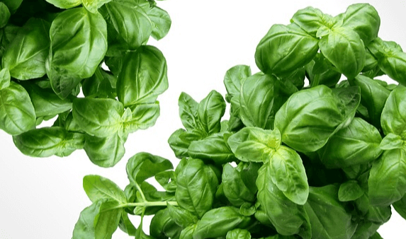초록색 바질들이 가득하다. 잎은 타원형이고 싱그럽다.