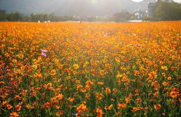 가초온천-꽃단지의-형형색색-꽃들