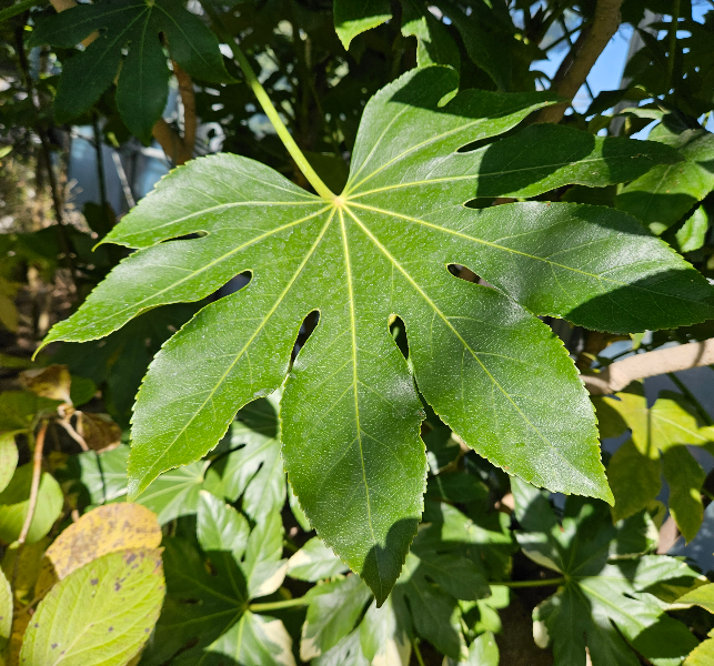 팔손이 잎1