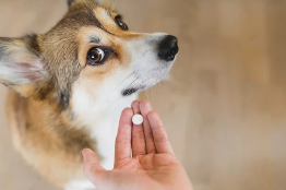 아픈 강아지 사진/출처:어도비스톡