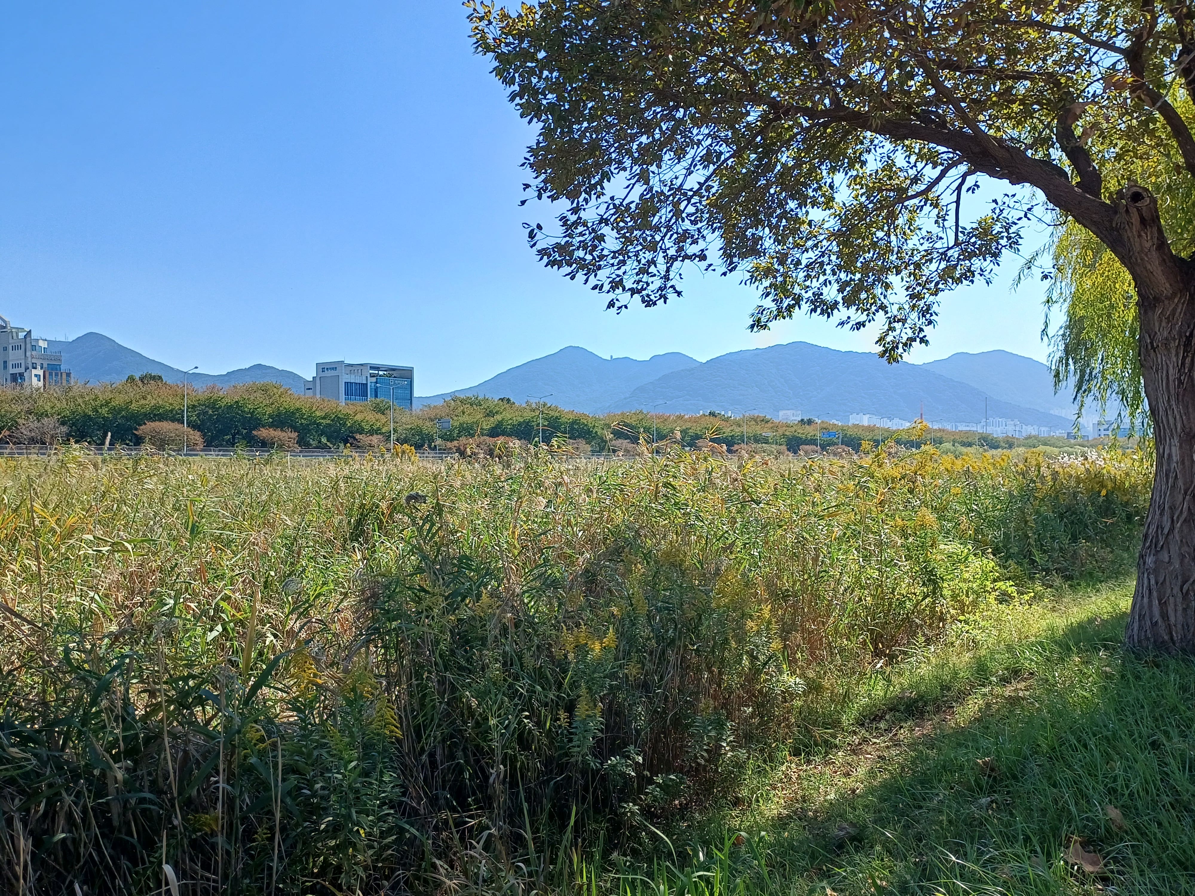 Clear blue sky and green nature