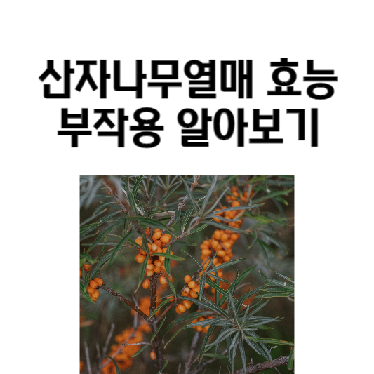 산자나무열매 효능과 부작용