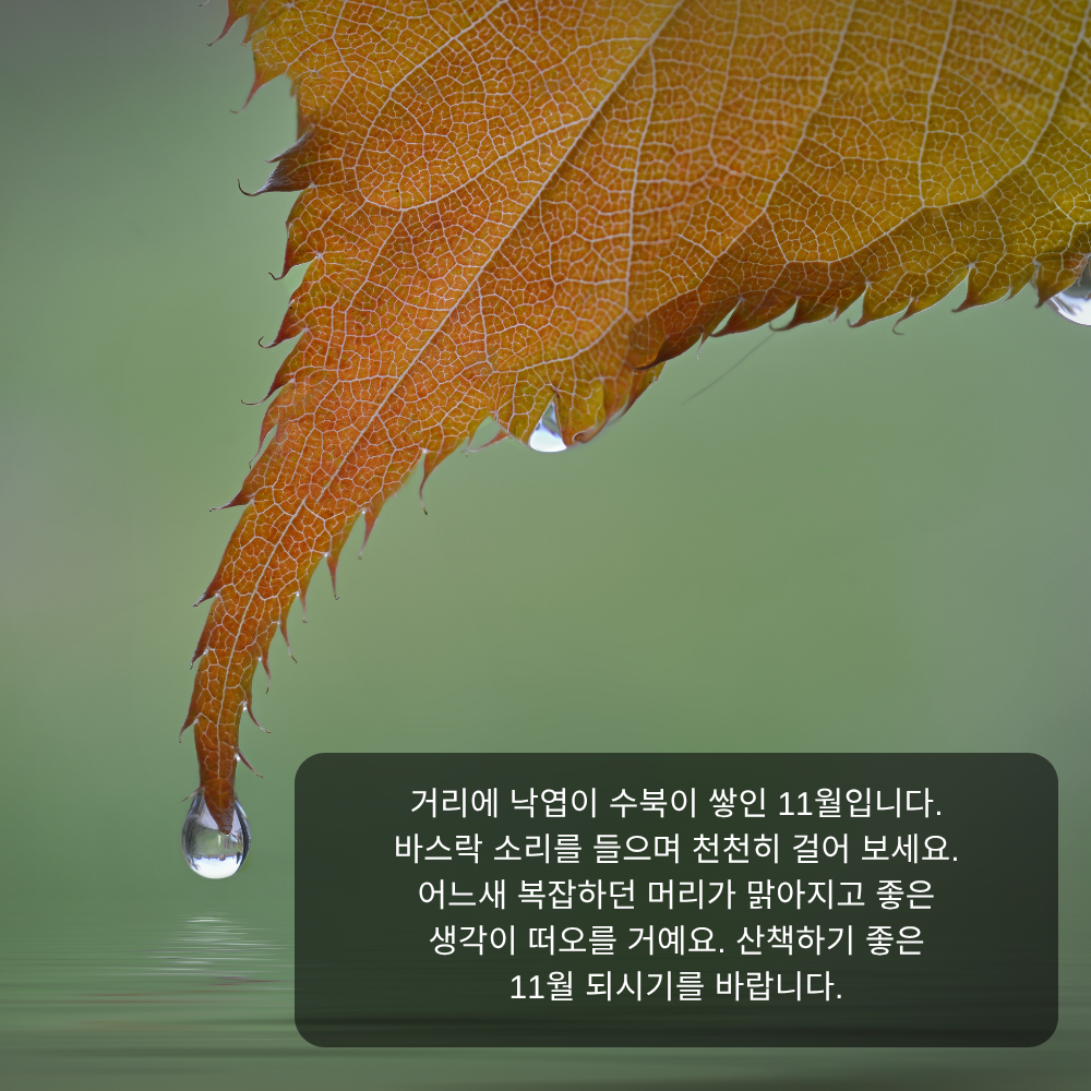 11월 인사말 17 낙엽 쌓인 11월 산책 인사말 이미지