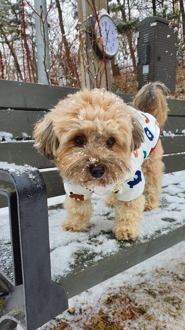 벤치 위 강아지2