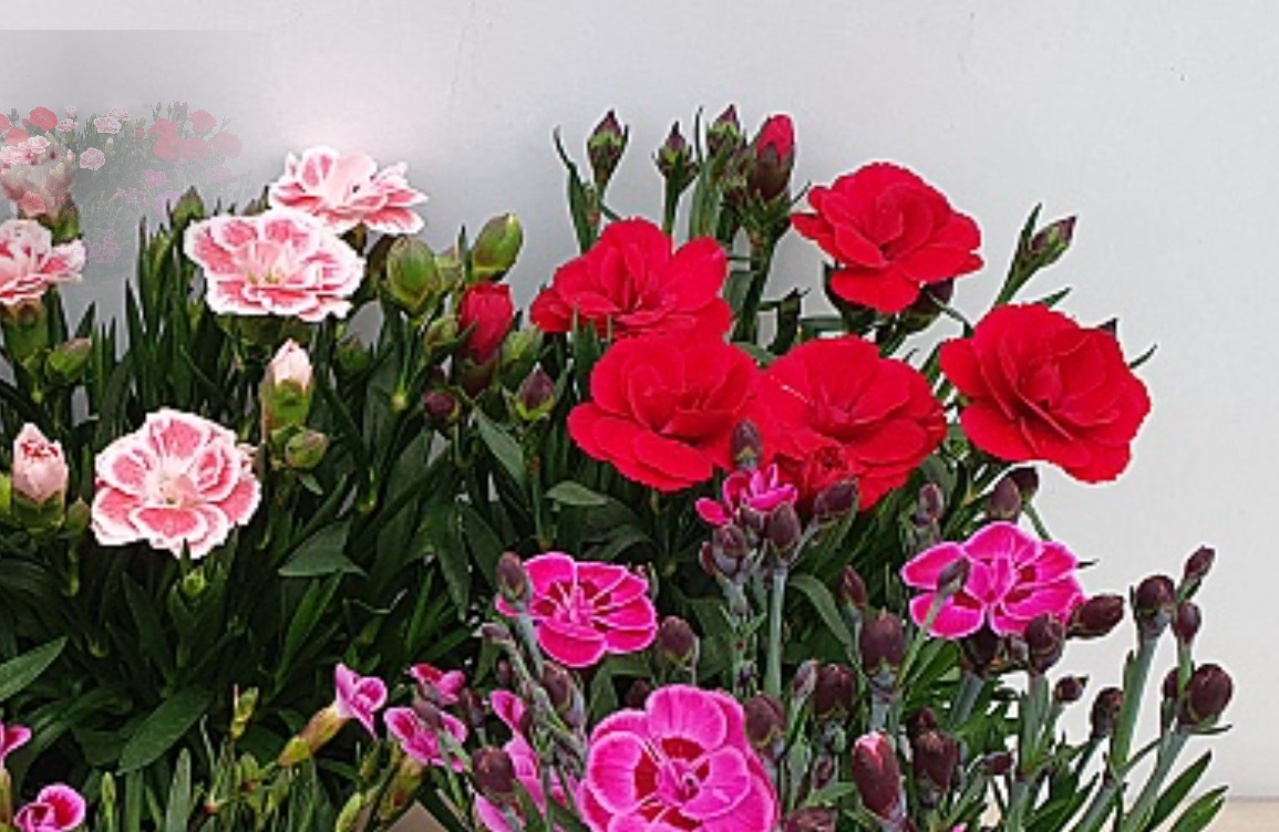 어버이날 꽃 선물