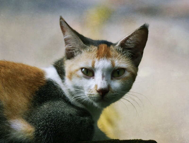 정면을-바라보는-고양이