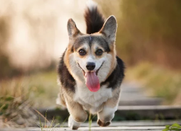 웰시코기 사진/출처:어도비스톡