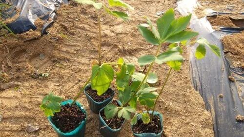 당귀-참당귀-재배-모종심기-파종시기-모종-심는시기-정식시기-수확시기