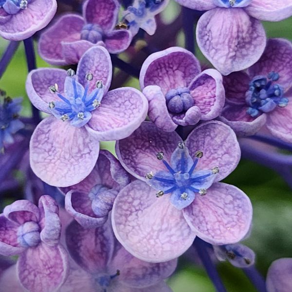 밀양내촌마을 수국동산