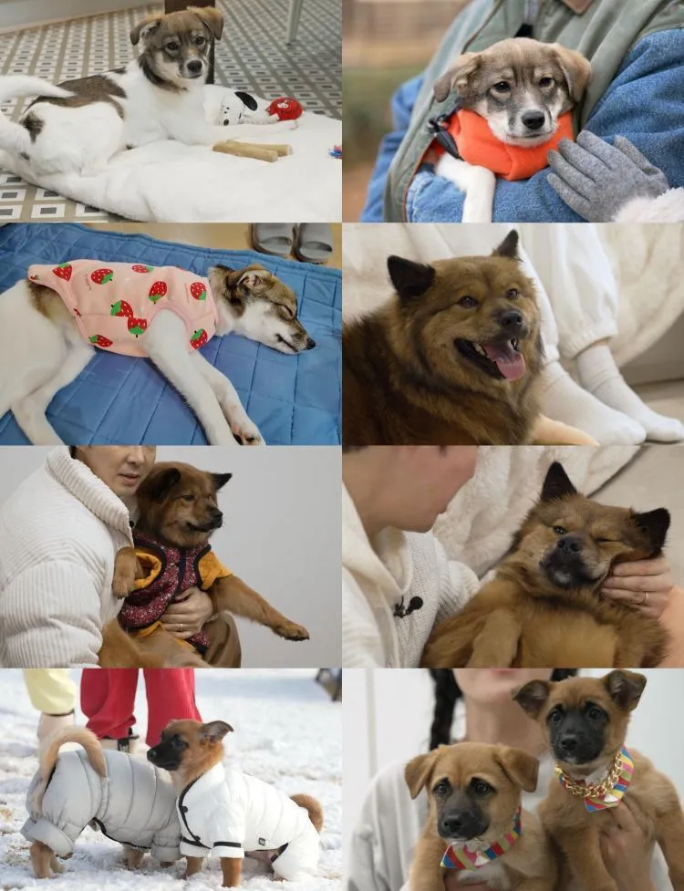 SBS TV 동물농장 1211회 방송 소개 – 전진 & 이서 부부, 만세의 특별한 하루