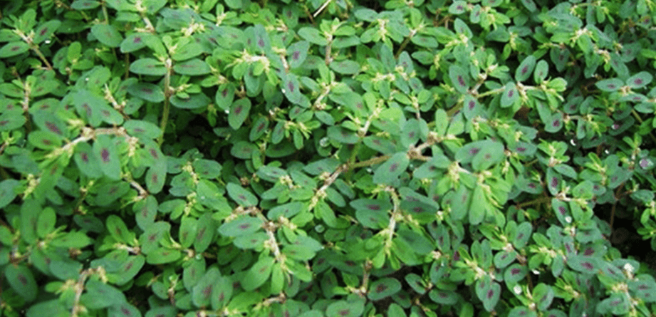 비단풀 사진 - 1