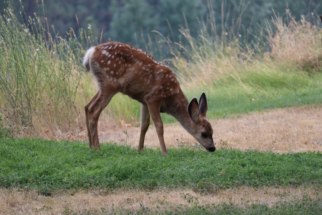 Deer