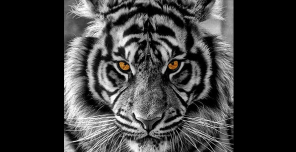 검은호랑이-정면-사진