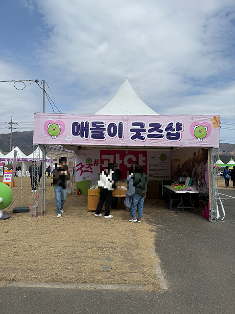 광양 매화축제 개화상황 실시간