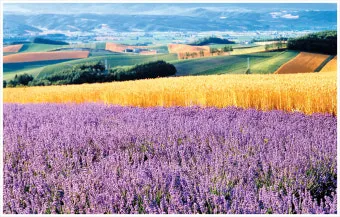 북해도 후라노 라벤더 축제 시즌 개화 시기 이벤트 일정 대표 명소 여행 완벽 가이드_7