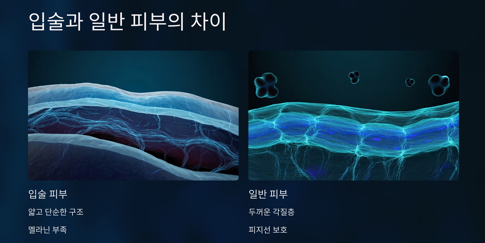 입술과 일반 피부의 차이