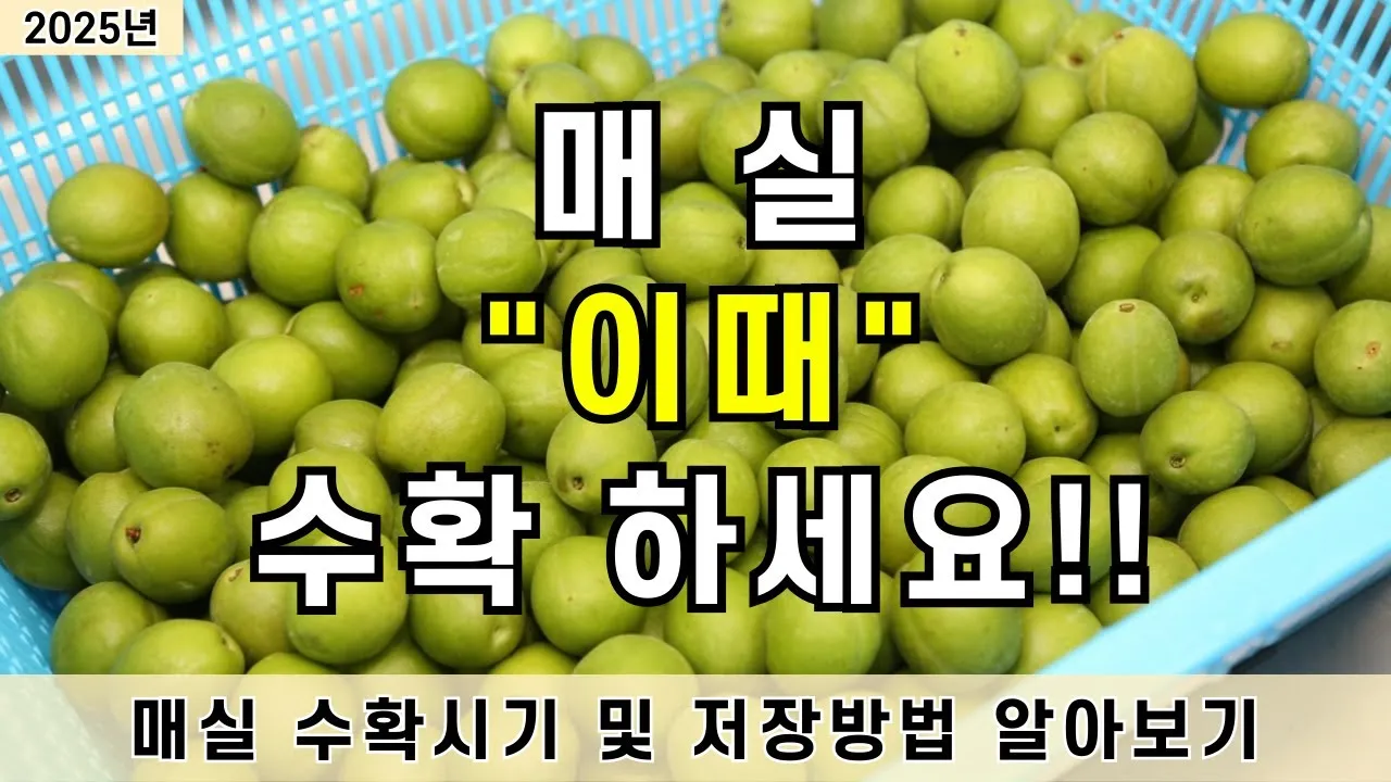 매실 수확시기 중부지방 남부지방 광양 지역별 정리_3