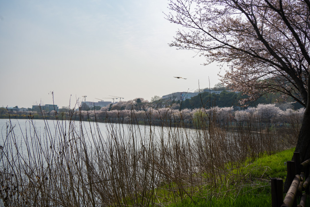 수원 서호공원 호수
