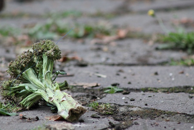 부작용 및 주의사항