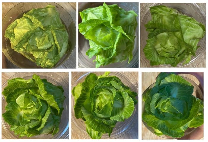 양배추성장일지