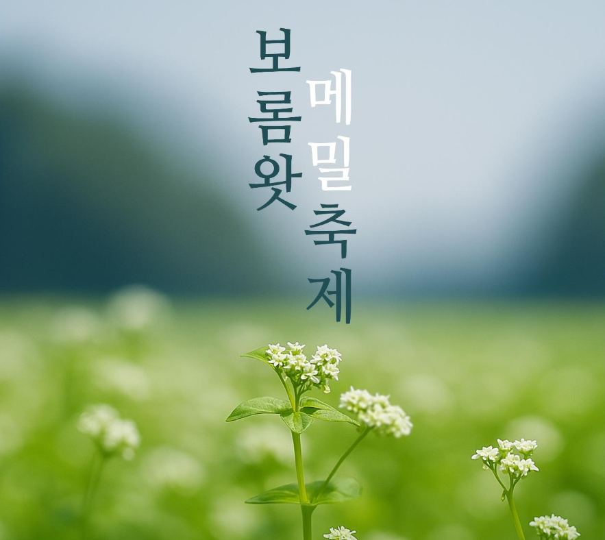 제주 보롬왓 메밀꽃 축제