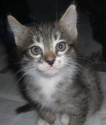 새끼고양이 질병 사료 접종_11