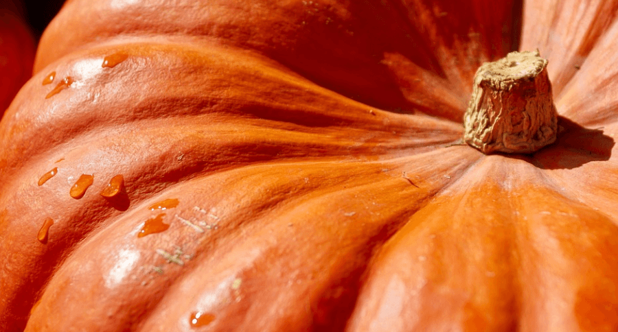 늙은호박 사진 - 11