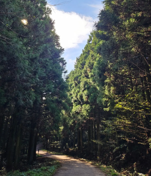 사려니숲길 삼나무길