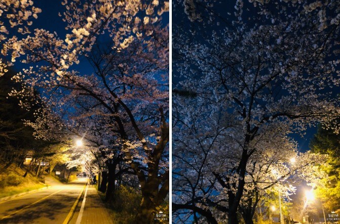 청주 수암골 벚꽃길