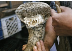 녹용 먹을 때 주의점 I 녹용 효능I 녹용 가격 및 구매시 주의할 점