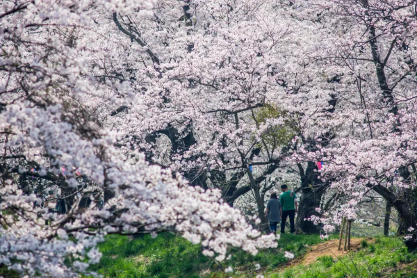 2025년 서울 벚꽃 명소 추천 (여의도 제외)
