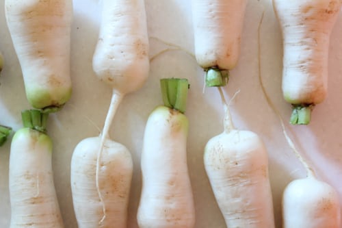 알타리무 파종시기, 재배방법