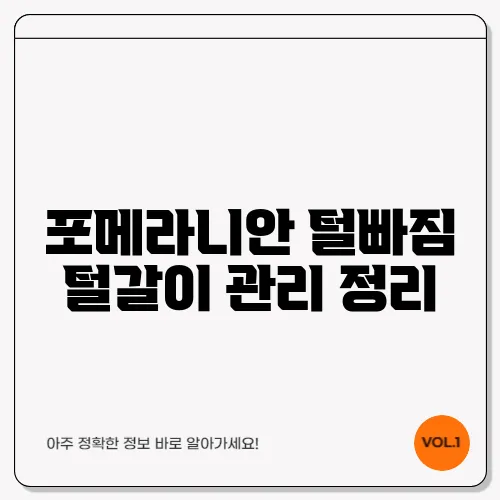 포메라니안 털빠짐 털갈이 관리 정리